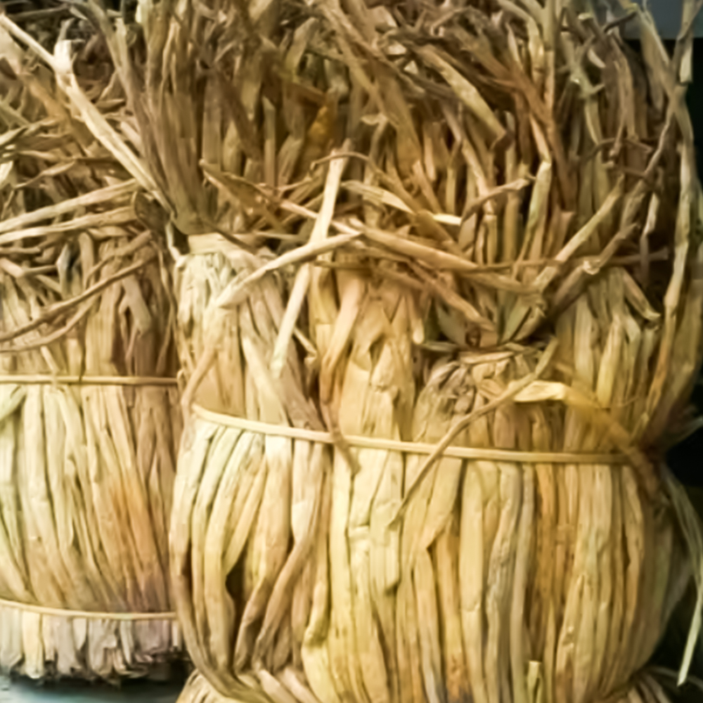 Water Hyacinth